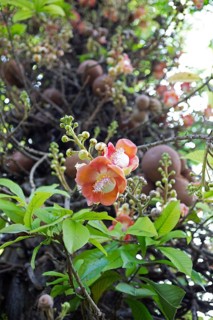 Blossoms of the cannonball tree (Couroupita guianensis) in the Royal Botanic Gardens, Kandy,