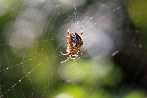 Cross spider, September, Germany, Europe