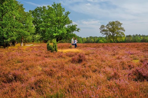 Heath landscape with hikers, Schneverdingen, Lüneburg Heath, Lower Saxony, Germany, Europe