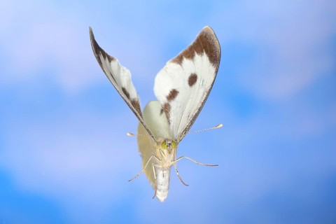 Cabbage butterfly (Pieris brassicae) in flight, against a blue background with white clouds,