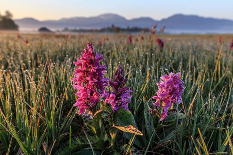Orchids, orchids, morning dew, morning light, spring, Loisach-Lake Kochel moor, Kochler mountains,