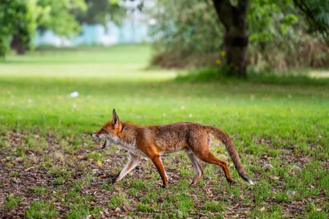 Red fox (Vulpes vulpes) running across a meadow under trees, Royal Botanic Gardens (Kew Gardens),