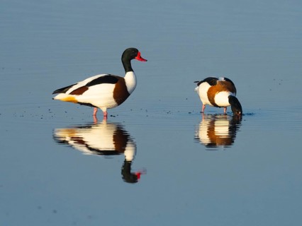 Common Shelduck (Tadorna tadorna), male and female adult birds, standing in a lagoon, with their