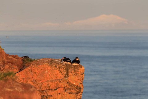 Puffin (Fratercula arctica), couple sitting on a cliff by the sea in the evening light of the