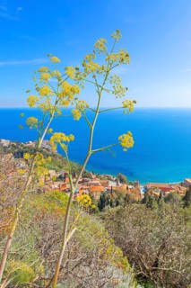Taormina town, high angle view, Taormina, Sicily, Italy, Europe