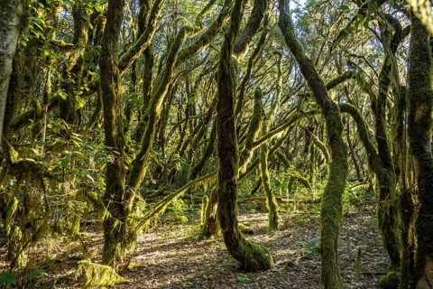 Forest in Garajonay National Park, UNESCO World Heritage Site on the island of La Gomera, Canary