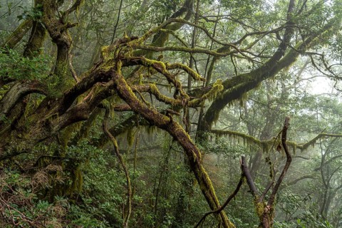 El Cedro laurel forest in Garajonay National Park, UNESCO World Heritage Site on the island of La