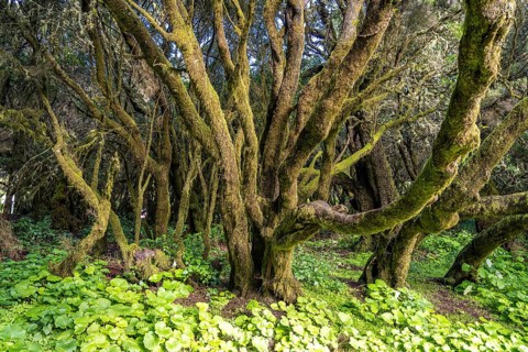 Laurel forest near La Llanía on El Hierro, Canary Islands, Spain, Europe