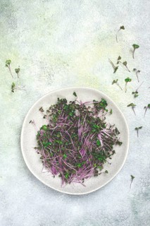 Fresh radish micro-greens, purple, on a plate, top view, no people