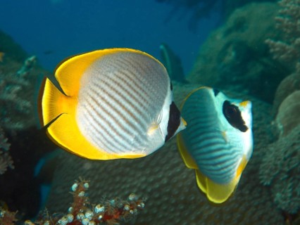 Two fish with yellow and white pattern, Panda butterflyfish (Chaetodon adiergastos), swimming in