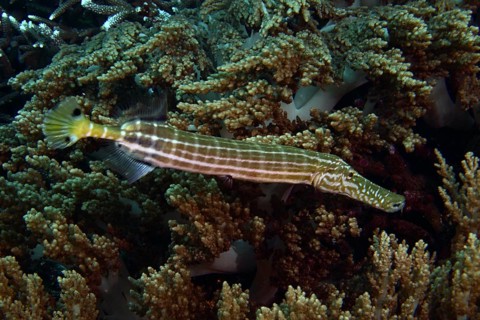 A striped fish, Chinese trumpetfish (Aulostomus chinensis), skilfully hiding in dense corals, dive