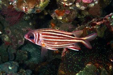 A striped fish, red squirrelfish (Sargocentron rubrum), swimming among colourful corals in the
