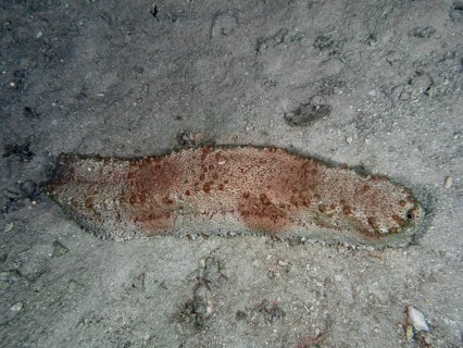 Sea cucumber, box sea cucumber (Thelenota anax), on sandy seabed presented in shades of grey and