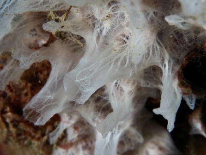 Close-up of white sponge (Petromica massalis) with fine, detailed patterns, dive site Prapat,