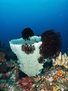 Large spiny tube sponge (Callyspongia (Cladochalina) aerizusa) surrounded by dark feather stars in