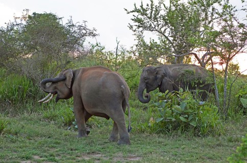 Sri Lanka elephants or Ceylon elephants (Elephas maximus maximus) in the evening light, Hurulu