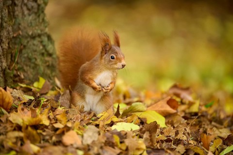 Eurasian squirrel (Sciurus vulgaris), standing upright between autumn leaves at the foot of a tree,
