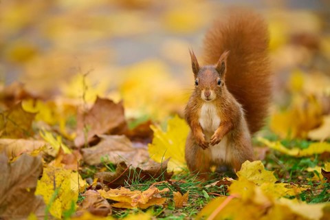 Eurasian squirrel (Sciurus vulgaris), standing in a meadow full of autumn leaves with colourful
