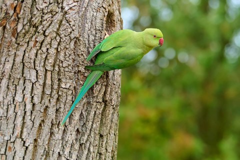 Green collared parakeet (Psittacula krameri), sitting in the nesting hole of a tree, looking