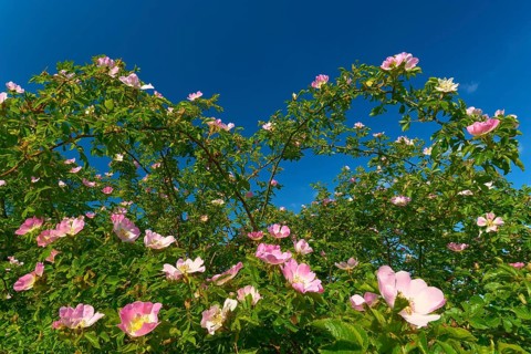 Blooming dog rose (Rosa corymbifera), in summer against a blue sky, Bavaria, Germany, Europe