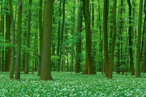 Dense forest with tall beech trees and wild garlic (Allium ursinum), in spring, Hainich National