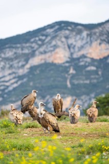 Gathering of griffon vultures (Gyps fulvus) at a flowering meadow in autumn, Pyrenees, Catalonia,