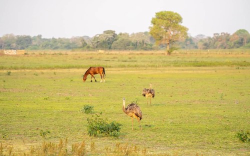 Nandus (Rhea americana), standing in a meadow, together with a horse, South Pantanal, Corumbá,