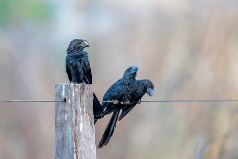 Smooth-billed Ani (Crotophaga ani), South Pantanal, Aquidauana, Taunay, Mato Grosso do Sul, Brazil,