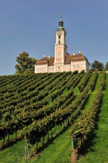Baroque church overlooks a well-tended vineyard that thrives under a clear sky, Birnau pilgrimage