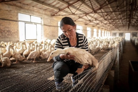 Labourer Ma Jian Hui, the workers live in the respective buildings where the ducks are kept, a