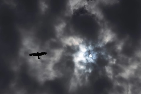 Nimbostratus dark clouds in the sky with a crow flying below and the sun shining through, England,