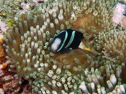 A Clark's anemonefish (Amphiprion clarkii) melanistic hidden in the shelter of a green sea anemone,