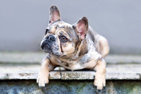 Cute merle colored French Bulldog dog