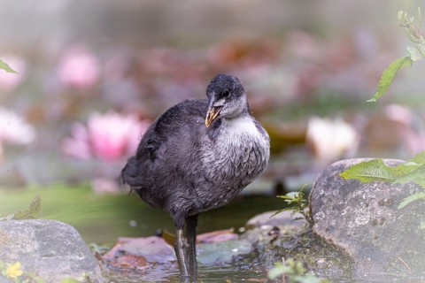 Eurasian Coot chicks (Fulica atra) standing in water, close-up, leaves lying on water surface,