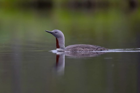 Red-throated diver (Gavia stellata), Sweden, Europe