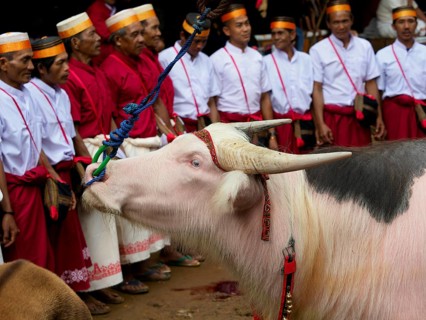 White water buffalo (Bubalus arnee) and funeral service in Tana Toraja, Rantepao, Sulawesi,