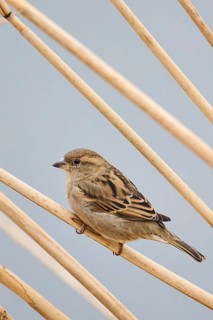 House sparrow (Passer domesticus) sitting on a reed, Bavaria, Germany, Europe