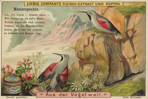 Picture series From the world of birds, Pileated woodpecker, Liebig picture, digitally restored