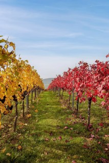 Autumn vineyards with yellow and red leaves under a blue sky, Southern Palatinate, Palatinate,