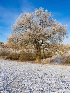 Oak Tree (Quercus robur), landscape view of a solitary tree against a blue sky, covered in hoar
