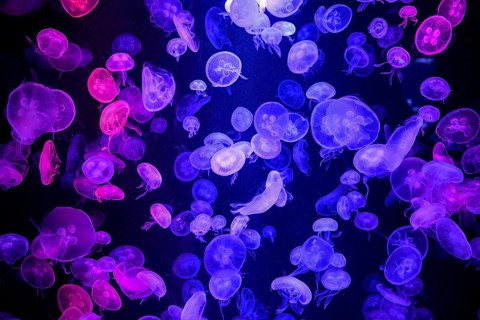 Box jellyfish (Aurelia aurita) in a tank of the Bang Saen Aquarium, Chonburi Province, Thailand,