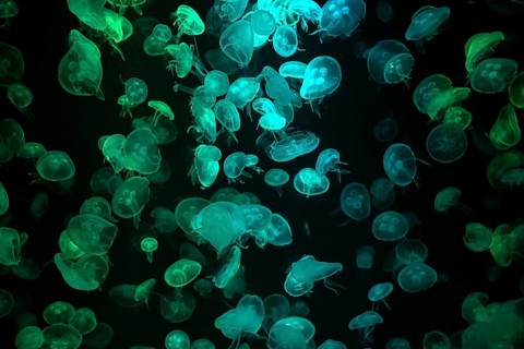 Box jellyfish (Aurelia aurita) in a tank of the Bang Saen Aquarium, Chonburi Province, Thailand,