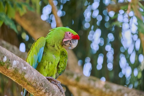 Great green macaw (Ara ambiguus) Costa Rica