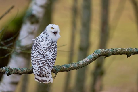 Snowy owl on branch (Bubo scandiacus) captive, Czech Republic, Europe