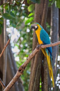 Yellow-breasted Macaw (Ara ararauna) Costa Rica