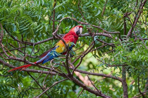 Scarlet Macaw (Ara macao) Colombia