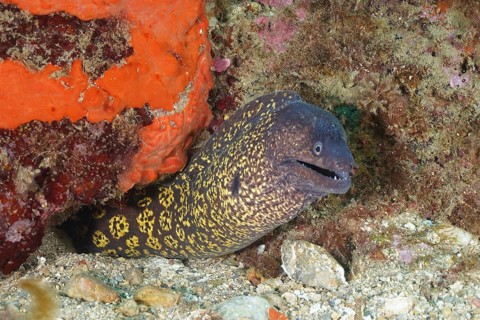Curious Mediterranean moray eel (Muraena helena) peeking out of its rocky cave, dive site Cap de