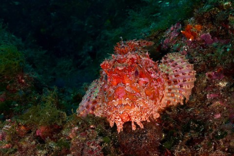 Portrait of red scorpionfish (Scorpaena scrofa) with distinct patterns on the seabed, dive site Cap