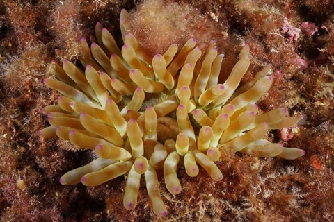 Yellow rock rose (Cribrinopsis crassa) with purple tips on sandy ground, diving site Cap de Creus