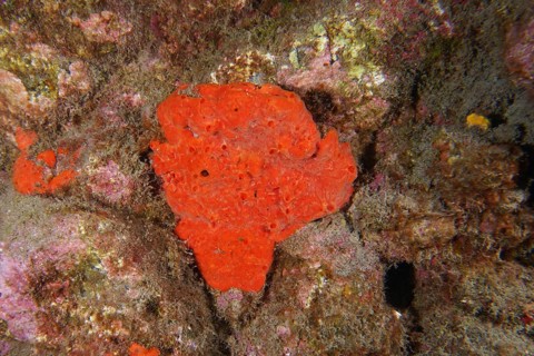 A bright red blood sponge (Batzella inops), marine sponge, on a rock, dive site Roca Jolia, Las